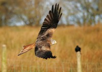 /album/birds-of-prey/copy-1-of-gig3-210-filtered-jpg/